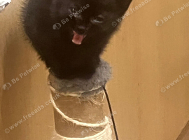 3 black and one grey kittens for sale