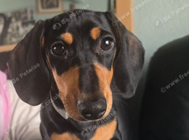 Miniature dachshund  rehoming