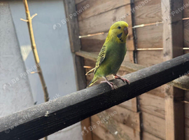 Baby budgies for sale  &pound;40 each collection mk404nn