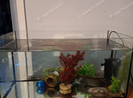 Male axolotl and tank for sale