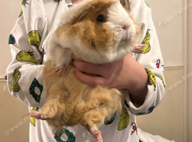 2female guinea pig