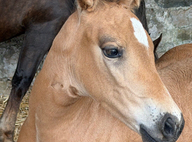 Buckskin filly