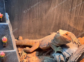 Bearded dragon & enclosure for sale