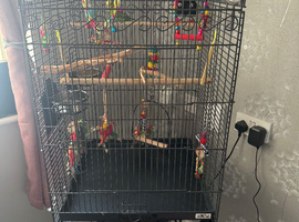 2 budgies and set up