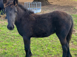 Registered dales filly foal