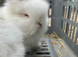 Lionhead Bunnies