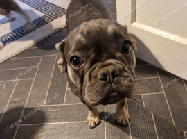 French bulldog puppy