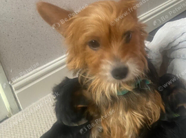 Yorkshire terrier puppies for sale