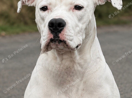 Female staffy cross