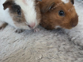 2 brothers ready to leave