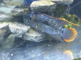 Green terror cichlid about 4 to 8 months old and very friendly size (medium)