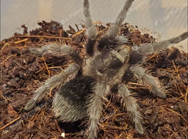 Juvenile Brazilian black tarantula