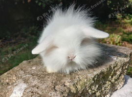 Stunning mini lion lops