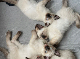 Beautiful Siamese x Ragdoll Kittens