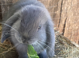 Mini Lion Lop Babies - READY TO LEAVE