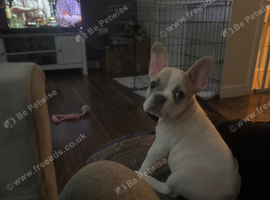 Puppy for sale