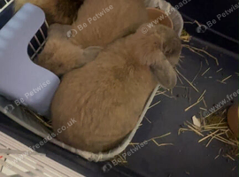 Bunny&rsquo;s for sale