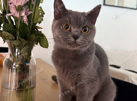 Female British shorthair