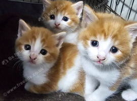 Kittens for sale
