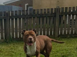 1 year old American bulldog