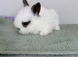 Baby bunnies