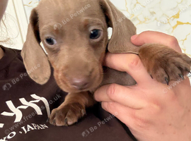 Miniatur dachshund champagne color