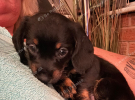 Dachshund x Chinese crested
