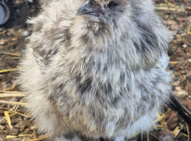 Silkie hens
