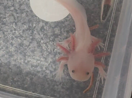 Axolotl Leucistic