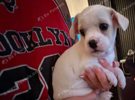 French bulldog x chihuahua puppies