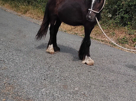 Black colt