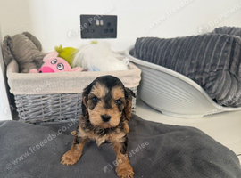 cockapoo puppies