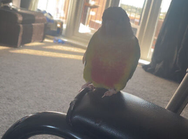 Wanted parrots/birds