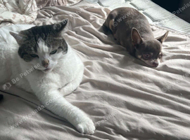 Cats to best home