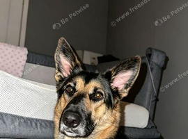German shepherd cross border collie