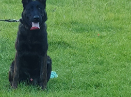 Dutch shepherd
