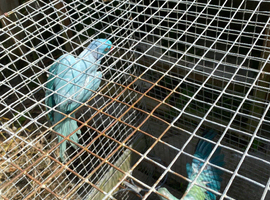 Indian ringnecks