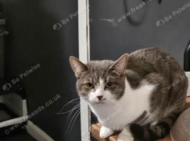 Cat for sale