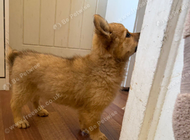 Papillon x Chihuahua Puppies