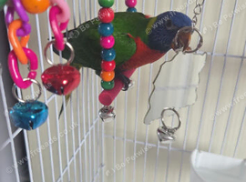 Rainbow lorikeet