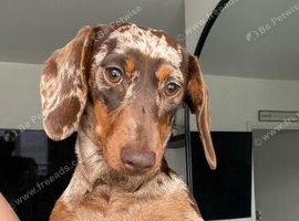 Dapple dachshunds