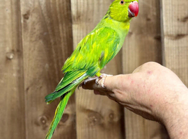 Ring neck parrot