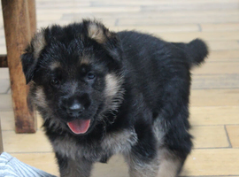 Outstanding KC German Shepherd puppies