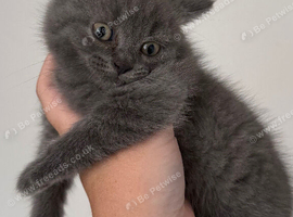 Ragdoll x BSH