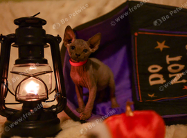 Gorgeous Sphynx Kittens