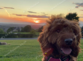 Cockapoo X Toy poodle puppies Red