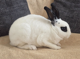 Mini rex bucks