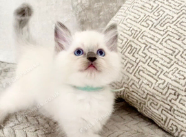 Ragdoll kittens