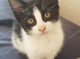 10‑week‑old male kitten &mdash; ready now &mdash; litter trained &mdash; &pound;30