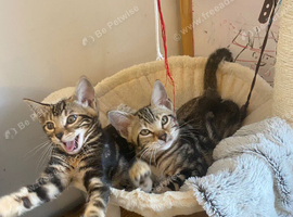 Bengal x kittens ready to leave